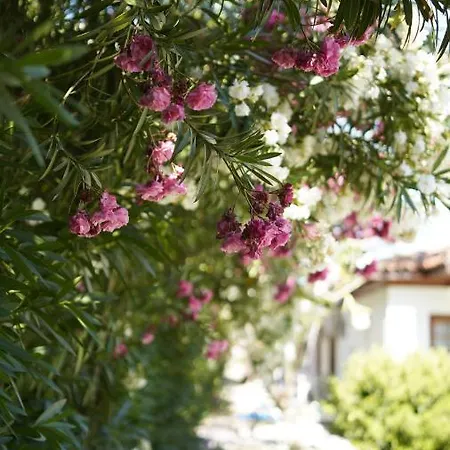 Dalyan Yunus 3* ムーラ